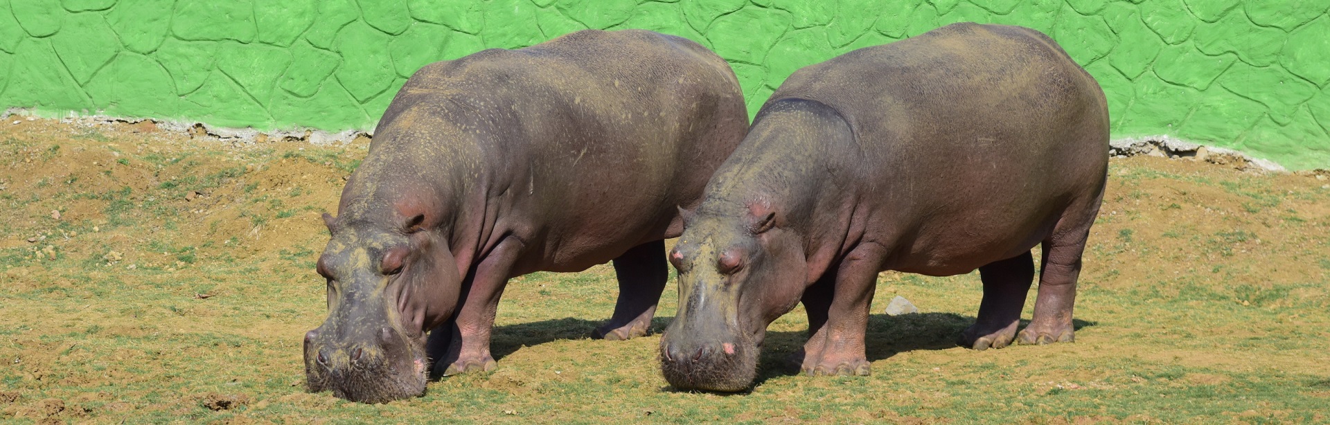 Nandanvan Jungle Safari Naya Raipur